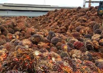 Harga TBS Kelapa Sawit Naik Periode 17-23 Februari 2021 Rp 21,47/Kg