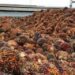 Harga TBS Kelapa Sawit Naik Periode 17-23 Februari 2021 Rp 21,47/Kg