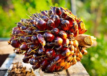 Harga TBS per Januari 2022