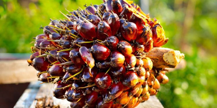 Harga TBS per Januari 2022