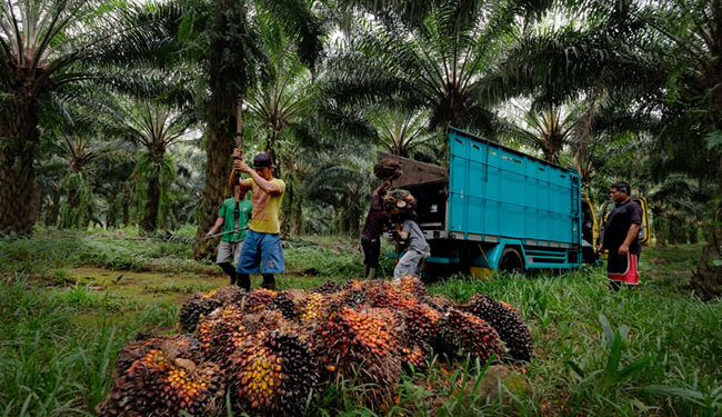 Pemerintah Dianggap Belum Peka Terhadap Petani Sawit