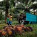 Pemerintah Dianggap Belum Peka Terhadap Petani Sawit