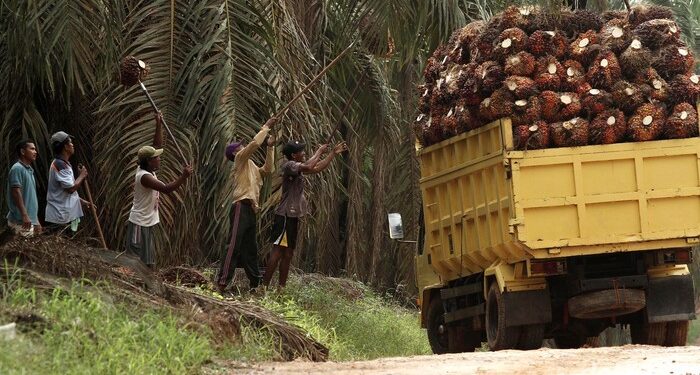 Menerapkan Pertanian Presisi pada Kelapa Sawit