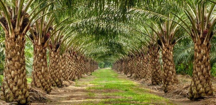 3 Provinsi dengan Kebun Sawit Terluas di Indonesia, Ternyata Ada 2 di Pulau Sumatra