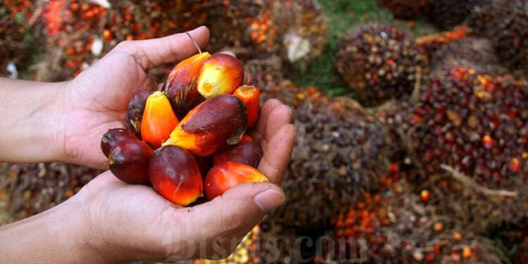 Dilarang Ekspor, Harga Jual Sawit di Riau Anjlok Hingga Petani Menangis