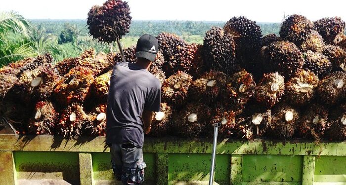 Cikal Bakal Minyak Goreng di RI, Benih Sawit Ditanam di Kebun Raya Bogor