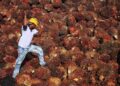 Harga Terus Menanjak, Petani Sawit Riau Berlomba Borong Mobil