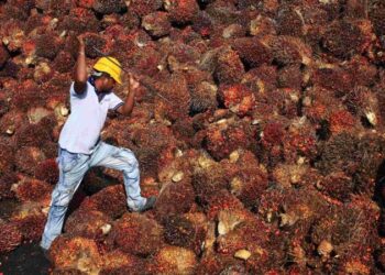 Harga Terus Menanjak, Petani Sawit Riau Berlomba Borong Mobil