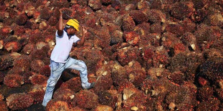Harga Terus Menanjak, Petani Sawit Riau Berlomba Borong Mobil