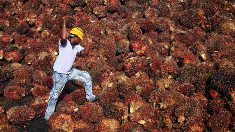 Harga Terus Menanjak, Petani Sawit Riau Berlomba Borong Mobil