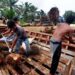 Membangun Kebun Sawit Juga Membangun Peradaban