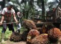 Begini Rencana Pemerintah pada Industri Sawit, Pengusaha Wajib Tahu!