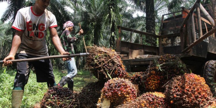 Begini Rencana Pemerintah pada Industri Sawit, Pengusaha Wajib Tahu!