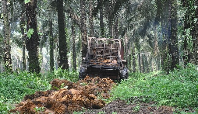 Produksi Sawit Tetap Tinggi Tanpa Pupuk Kimia, Ini Caranya..