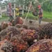 Sekian Juta Komoditas di Dunia, Hanya Sawit yang Dituntut Sustainable