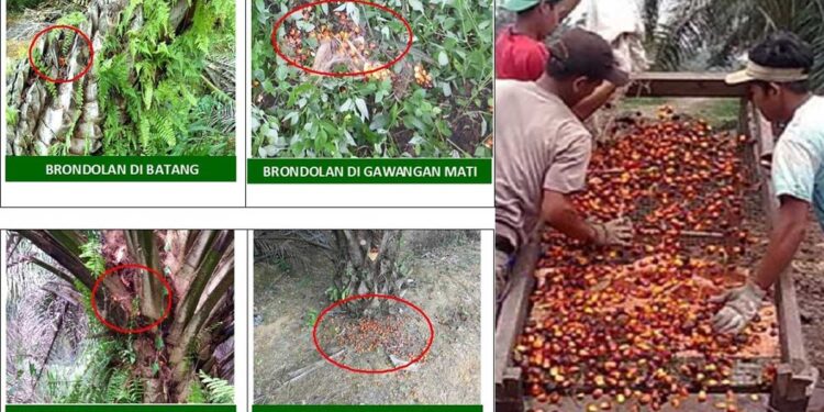 Agronomi Cara Mengelola Brondolan Sawit Untuk Mengatasi Losess
