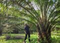 Kelapa Sawit Itu Pohon Ajaib. Ini 8 Alasannya…