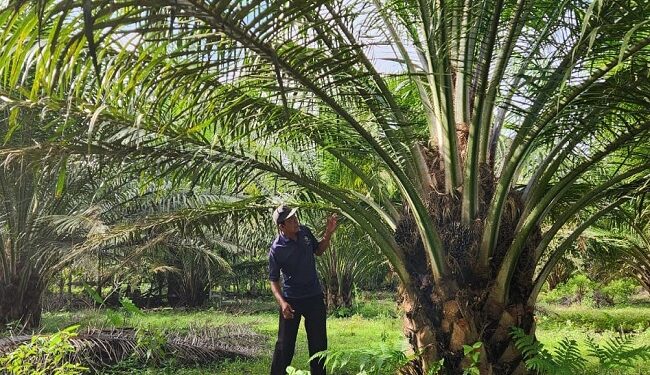 Kelapa Sawit Itu Pohon Ajaib. Ini 8 Alasannya…