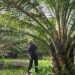 Kelapa Sawit Itu Pohon Ajaib. Ini 8 Alasannya…
