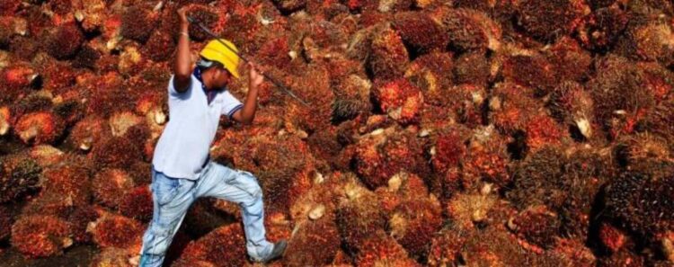 Lika-liku Komoditas Sawit (CPO) Hadapi Sederet Tantangan