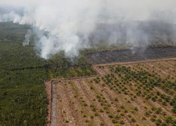 Deforestasi dan Hasrat Eropa “Membunuh” Sawit Indonesia