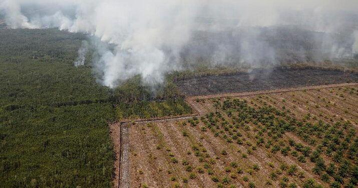 Deforestasi dan Hasrat Eropa “Membunuh” Sawit Indonesia