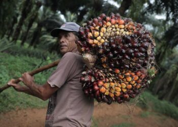 Sawit Sampai Kopi RI Kena Jegal Uni Eropa, Ini Kata Wamendag