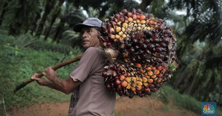 Sawit Sampai Kopi RI Kena Jegal Uni Eropa, Ini Kata Wamendag