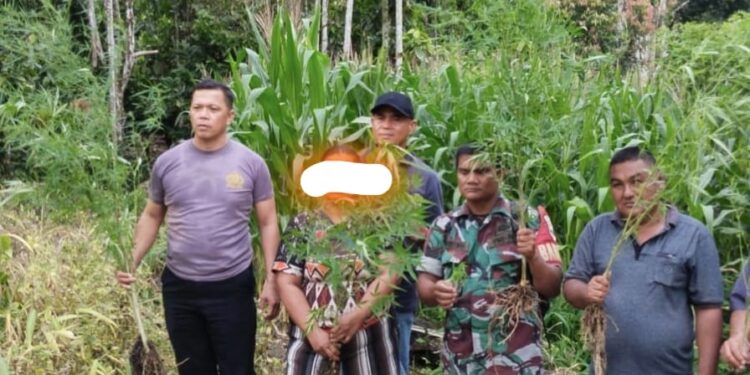 Prajurit Kodim 0206/Dairi Bersinergi dengan Polsek Tiga Lingga Amankan Pemilik Narkoba