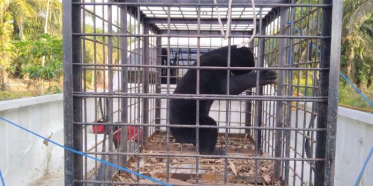 Beruang Madu Ngamuk Resahkan Warga Sabag Auh di Evakuasai BBKSDA