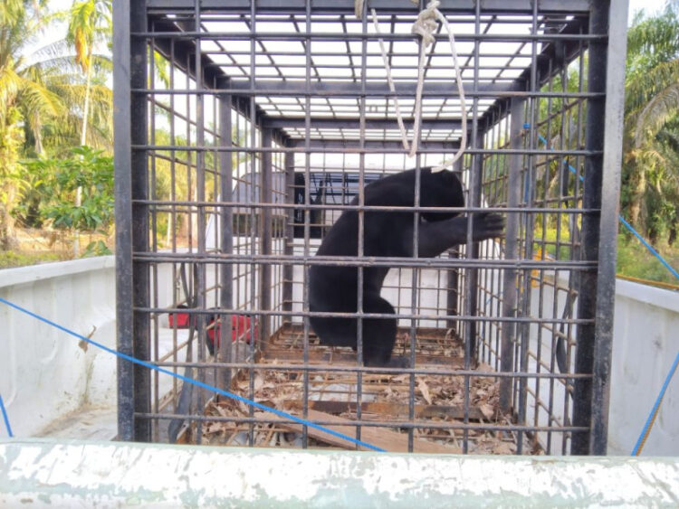 Beruang Madu Ngamuk Resahkan Warga Sabag Auh di Evakuasai BBKSDA