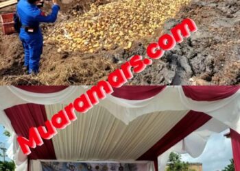 Bea Cukai Bengkalis Musnahkan 19.800 kg Buah Mangga 