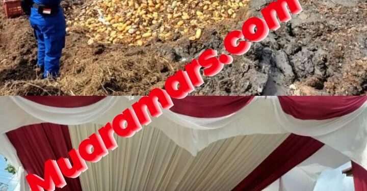 Bea Cukai Bengkalis Musnahkan 19.800 kg Buah Mangga 