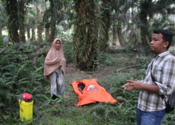 Pria Bernama Ahmad 63 Tahun Ditemukan Tewas di Perkebunan Sawit