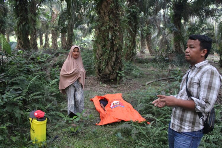 Pria Bernama Ahmad 63 Tahun Ditemukan Tewas di Perkebunan Sawit