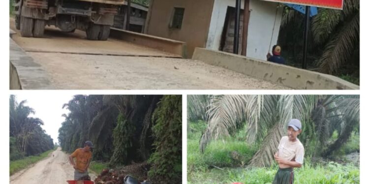 Tim Satuan Gugus Tugas Reforma Agraria (GTRA) Kabupaten Pelalawan Segel Paksa Aktipitas PT MAL , Namun Aktifitas Tetap Jalan
