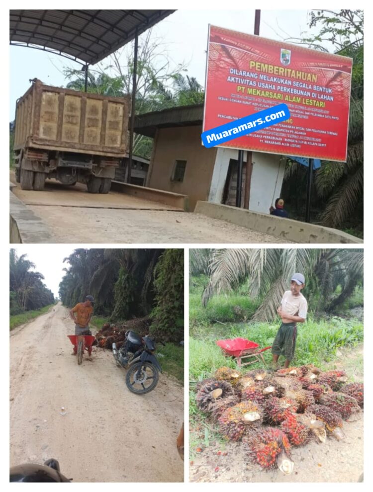 Tim Satuan Gugus Tugas Reforma Agraria (GTRA) Kabupaten Pelalawan Segel Paksa Aktipitas PT MAL , Namun Aktifitas Tetap Jalan