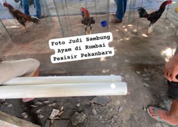 Judi Sambung Ayam Bebas Beroperasi Di Palas” Kapolsek Rumbai Tolong Tindak Tegas