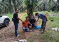 Polsek Tapung Hulu Ungkap Kasus Pembunuhan Sadis di Kebun Tandun