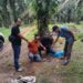 Polsek Tapung Hulu Ungkap Kasus Pembunuhan Sadis di Kebun Tandun