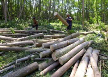 Curi Kayu Sono Brith 5 Batang” Petani ” Terancam 5 Tahun Penjara,