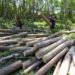 Curi Kayu Sono Brith 5 Batang” Petani ” Terancam 5 Tahun Penjara,