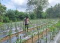 Polsek Kuantan Mudik dan Polsek Benai Sambangi Tanaman Program Asta Cita