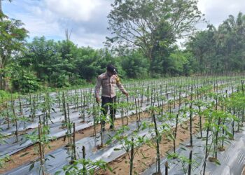Polsek Kuantan Mudik dan Polsek Benai Sambangi Tanaman Program Asta Cita