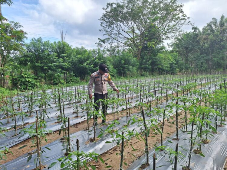 Polsek Kuantan Mudik dan Polsek Benai Sambangi Tanaman Program Asta Cita