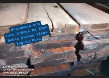 Ilegal Logging di Wilayah Hukum Polda Riau Bebas” Tiga Mobil Truk Muatan Kayu Bebas Melintas