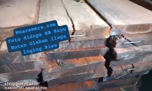 Ilegal Logging di Wilayah Hukum Polda Riau Bebas” Tiga Mobil Truk Muatan Kayu Bebas Melintas