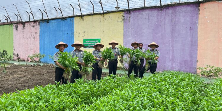 Dukung Program Ketahanan Pangan, Lapas Klas IIA Pekanbaru Panen Sayur