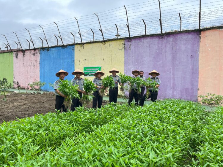 Dukung Program Ketahanan Pangan, Lapas Klas IIA Pekanbaru Panen Sayur