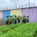Dukung Program Ketahanan Pangan, Lapas Klas IIA Pekanbaru Panen Sayur
